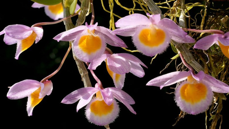 Cây Thạch hộc duyên dáng. Dendrobium loddigesii Rolfe - Cây Thuốc Nam Quanh Ta
